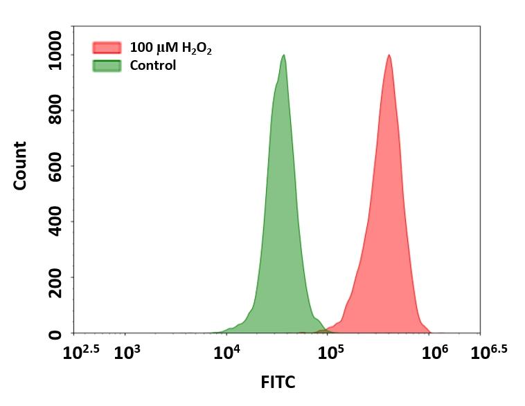Detection of hydrogen peroxide in Jurkat cells. Cells were stained with OxiVision Green&trade; peroxide sensor for 30 minutes and treated with 100 &micro;M hydrogen peroxide at 37 &deg;C for 90 minutes. Cells stained with OxiVision Green&trade; peroxide sensor but without hydrogen peroxide treatment were used as control.