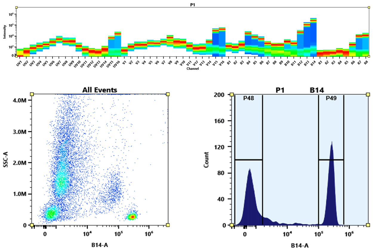 (Top) Spectral emission profiles generated using four spatially offset lasers (355 nm, 405 nm, 488 nm, and 640 nm). Each laser produced a distinct emission pattern, and their combination yielded the composite spectral signature.
(Bottom) Flow cytometry analysis of whole blood stained with PE-iFluor® 770 Anti-human CD4 (Clone: SK3) conjugate. The fluorescence signal was monitored using a Cytek Aurora spectral flow cytometer in the PE-iFluor® 770-specific B14-A channel.