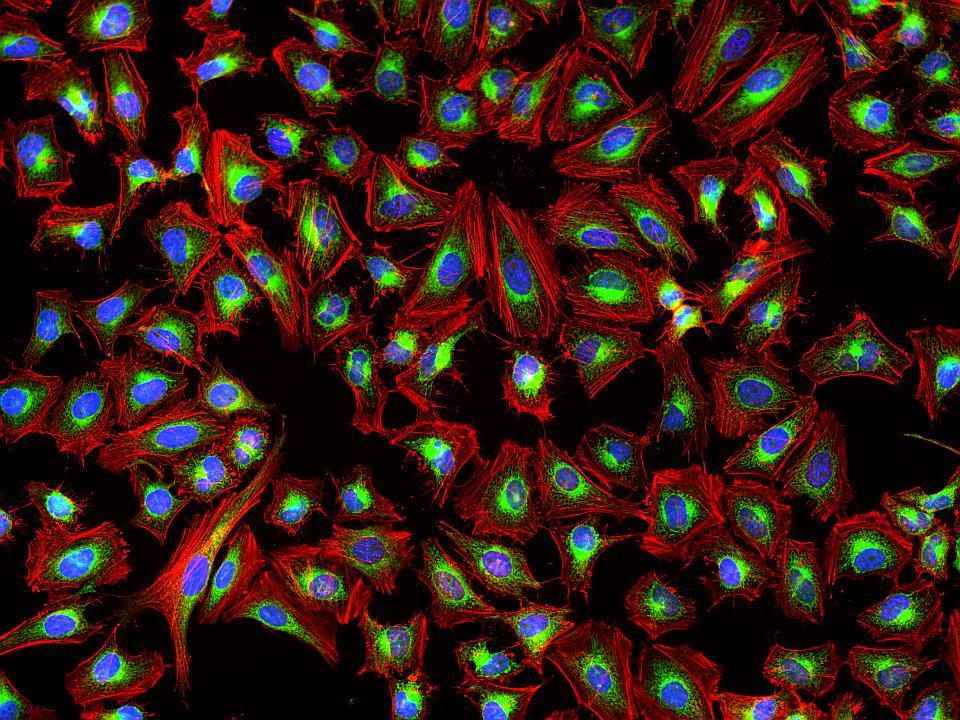 Fluorescence images of HeLa cells stained with Phalloidin-iFluor® 647 Conjugate using fluorescence microscope with a Cy5 filter set (Red). Live cells were first stained with mitochondria dye MitoLite&trade; Green. After fixation in 4% formaldehyde, cells were labeled with Phalloidin-iFluor® 647 and counterstained with Nuclear Blue&trade; DCS1 (Cat#17548, Blue).