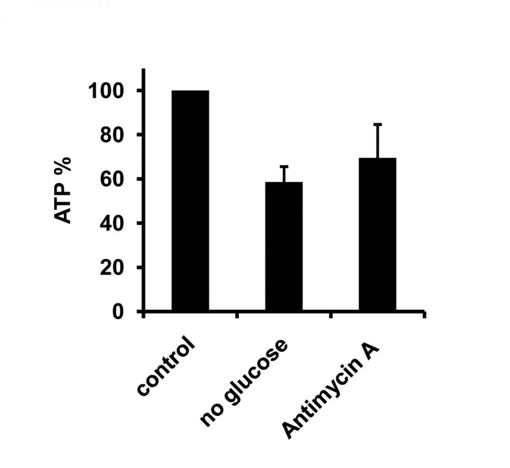 Impact of host-cell metabolism inhibition on ATP levels and &tau;2-NAD(P)H. Cellular ATP levels under glucose starvation and inhibition of oxidative phosphorylation by antimycin A. *ATP was measured using a luminometric ATP assay kit (ABD Bioquest, Sunnyvale, CA) and a microplate reader (Tecan Infinite 200 PRO, Maenedorf, Switzerland). HEp-2 cells were grown in 96-well plates (2000 cells/ well) and treated with the metabolic inhibitors as described above. ATP assays were performed according to the manufacturer's instructions. Source: Graph from <strong>Fluorescence Lifetime Imaging Unravels C. trachomatis Metabolism and Its Crosstalk with the Host Cell</strong> by M&aacute;rta Szasz&aacute;k, et al., <em>PLOS ONE</em>, July 2011.&nbsp;
