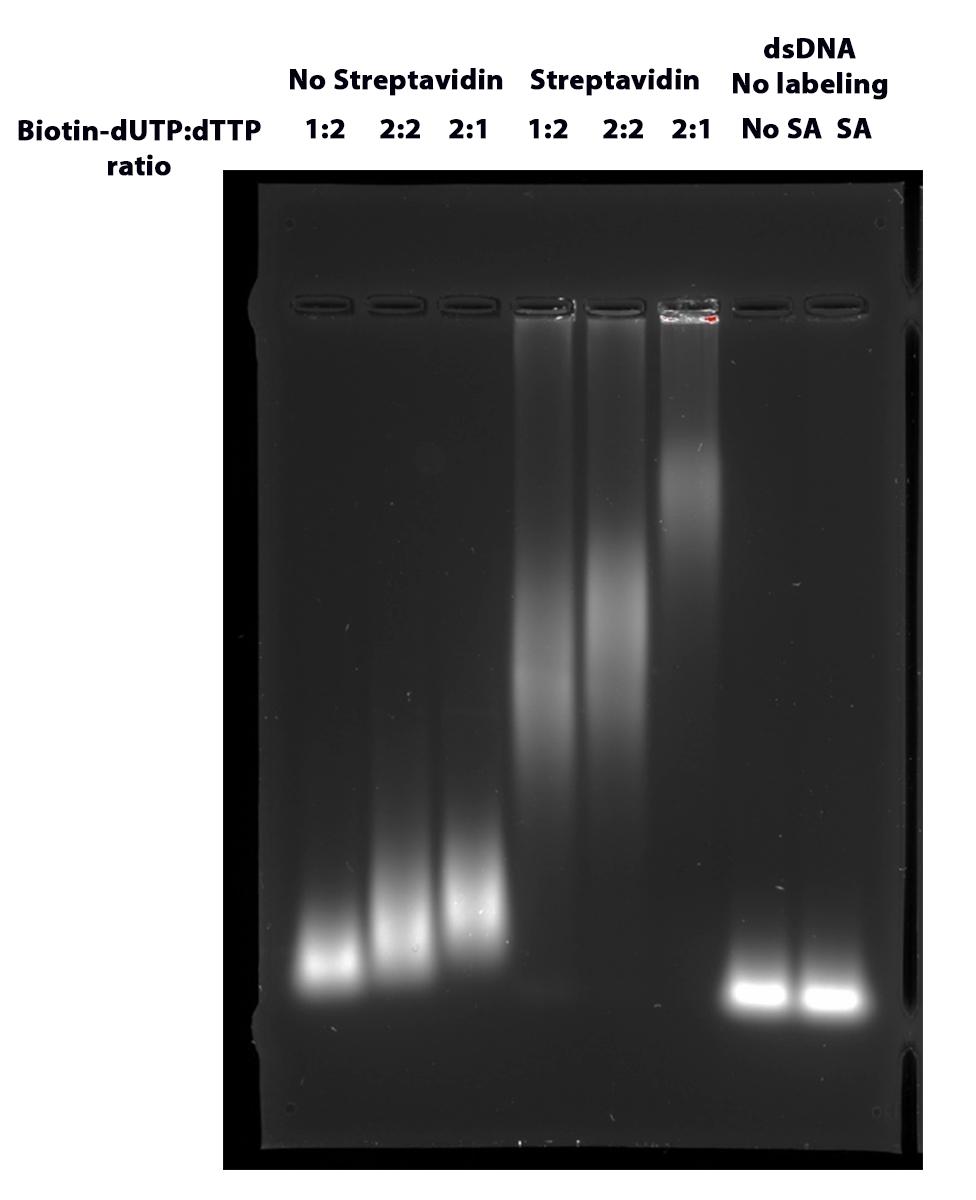 Verification of&nbsp;double stranded DNA labeling with ReadiLink&trade;&nbsp;Biotin Nick Translation dsDNA Labeling Kit. Double stranded DNA were labeled with&nbsp;ReadiLink&trade;&nbsp;Biotin&nbsp;Nick Translation dsDNA Labeling Kit with suggested ratios of Biotin-dUTP:dTTP, purified and then incubated with or without streptavidin before applied to agarose gel electrophoresis. Gel was stained with Gelite&trade; Safe DNA Gel Stain.&nbsp;Streptavidin caused a supershift of Biotin-labeled dsDNA while in the absence of streptavidin, shift was not obseved. Control samples (dsDNA) were also ran in the absence and presence of Streptavidin (SA).