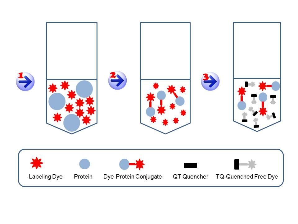 <strong>Readilink™ Kit Labeling Principle: </strong>1).<strong> <em><u>Start</u> </em></strong>the labeling reaction by mixing a labeling dye with a protein (to be labeled) in the Reaction Buffer (pH 7.5-8.5). 2). <strong><em><u>Incubation</u></em> </strong>gives a mixture of the desired protein conjugate and unreactive free dye. 3). <strong><em><u>Quench</u> </em></strong>the reaction by mixing a non-fluorescent Tide Quencher™ (TQ) dye with the reaction solution. The TQ dye stops the reaction AND converts the unreactive free labeling dye to the non-fluorescent TQ-Labeling dye complex, which eliminates the background fluorescence interference of the free labeling dye.