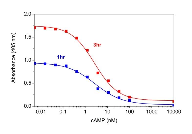 cAMP dose response was measured with Screen Quest&trade; Colorimetric ELISA cAMP Assay Kit in a clear 96-well plate with a SpectraMax &nbsp;microplate reader. A: The kit can detect as low as 0.1 nM cAMP in a 100 &micro;L reaction volume at 405nm after incubation with Amplite® Green for 1 hour (blue line) and 3 hours (red line).