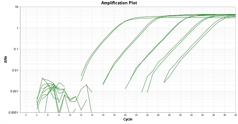 Amplification Plot
