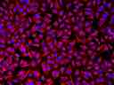 HeLa cells were incubated with rabbit anti-tubulin followed by Texas Red&reg; goat anti-rabbit IgG conjugate. Cell nuclei were stained with Hoechst 33342 (Blue, Cat# 17530).