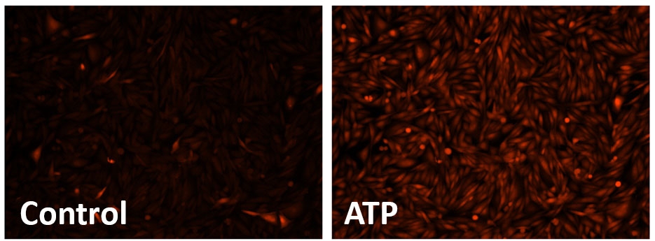 Responses of endogenous P2Y receptor to ATP in CHO-K1 cells