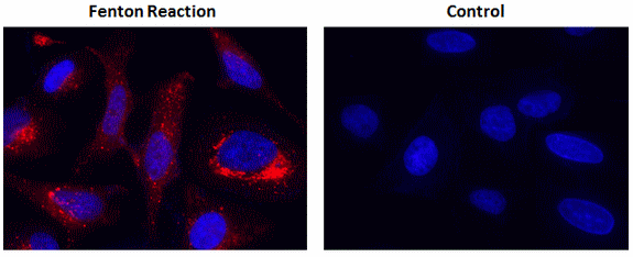 Fluorescence images of hydroxyl radical measurements in HeLa cells