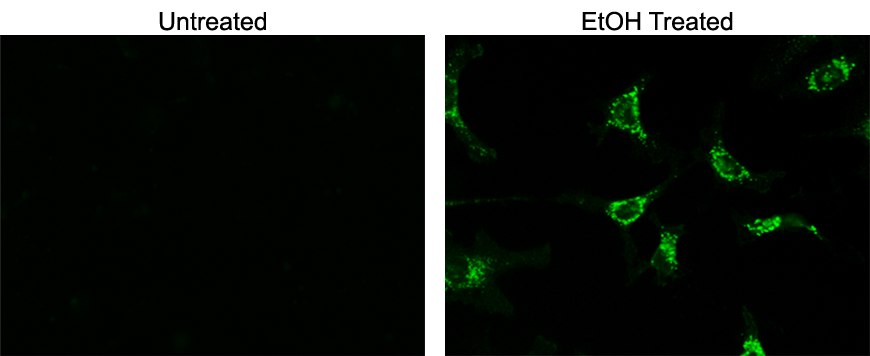 Annexin V-FITC (Cat No. 20030) was used to identify levels of apoptosis in HeLa cells. HeLa cells were treated with low concentrations of EtOH to induce apoptosis and then stained with annexin V-FITC. The green label on the plasma membrane (Annexin V-FITC) indicates cells undergoing apoptosis.