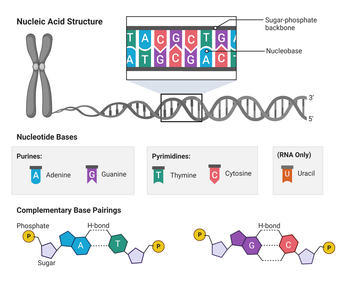 overview of nucleotide base links and overarching three-dimensional structure