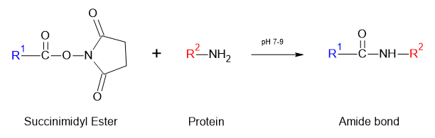 Succinimidyl ester labeling mechanism