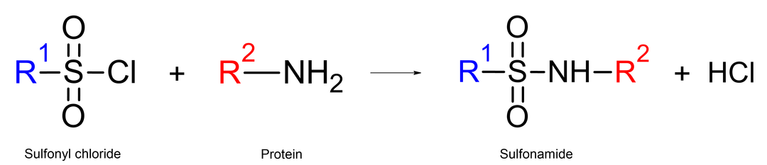 Sulfonyl chloride labeling mechanism