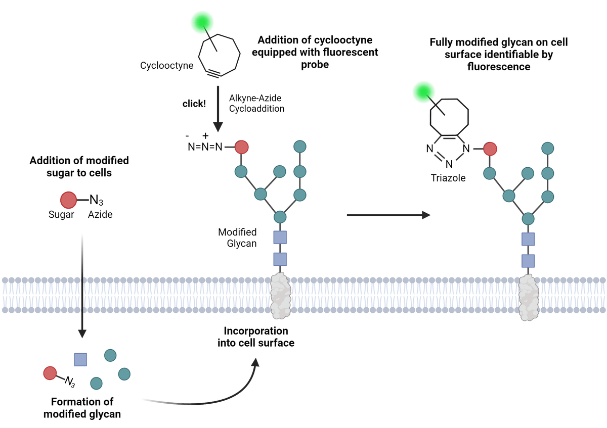 click chemistry bioconjugation