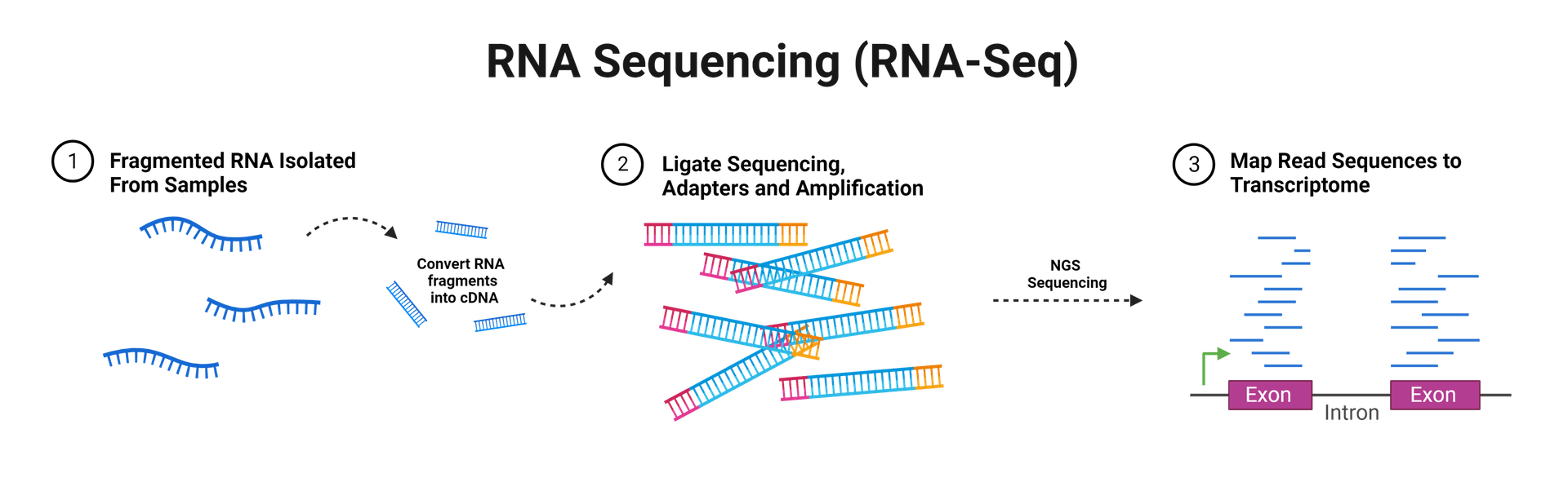 RNA-seq workflow