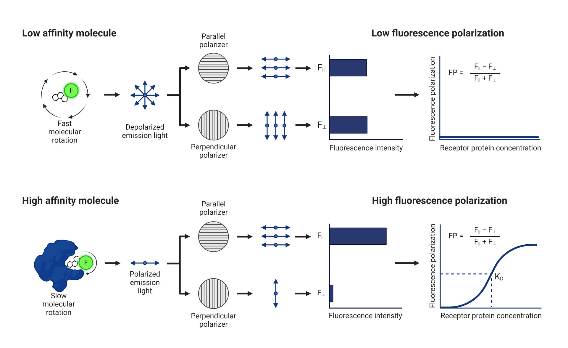 Principle of a standard fluorescent polarization assay