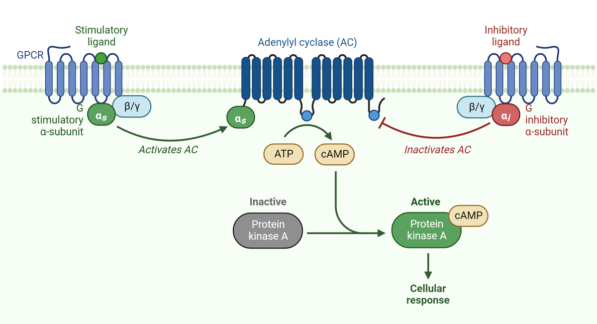Activation of Protein Kinase (PKA)