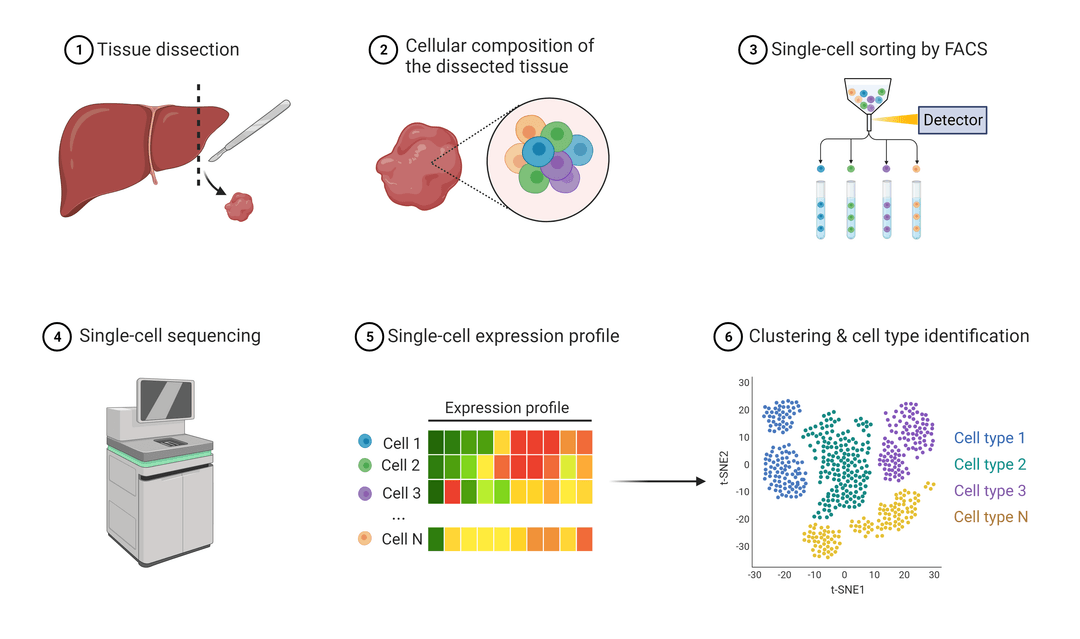Basic steps of single cell sequencing