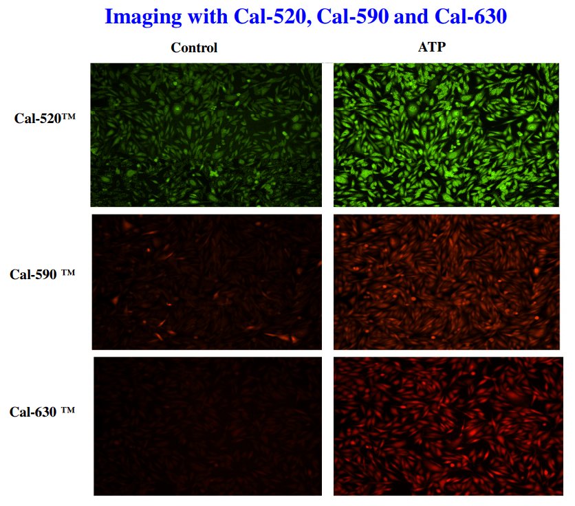 Response of endogenous P2Y receptor to ATP