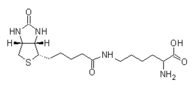Biocytin