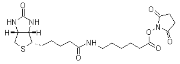 Biotin-X, SE