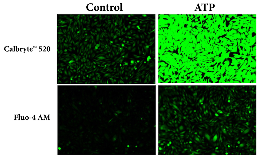 Response of endogenous P2Y receptor