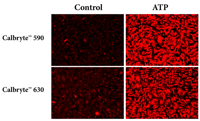 Response of endogenous P2Y receptor