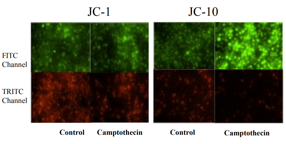 Mitochondria membrane potential changes
