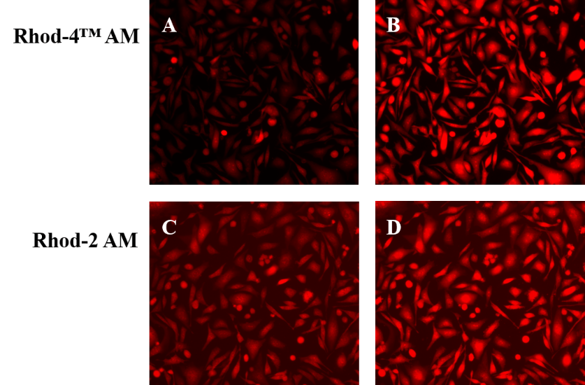 ATP-stimulated calcium responses