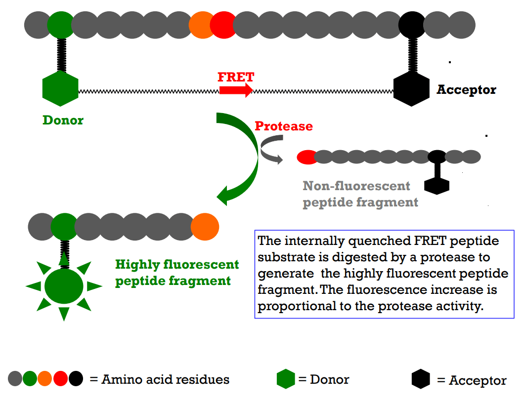 Assay Principle