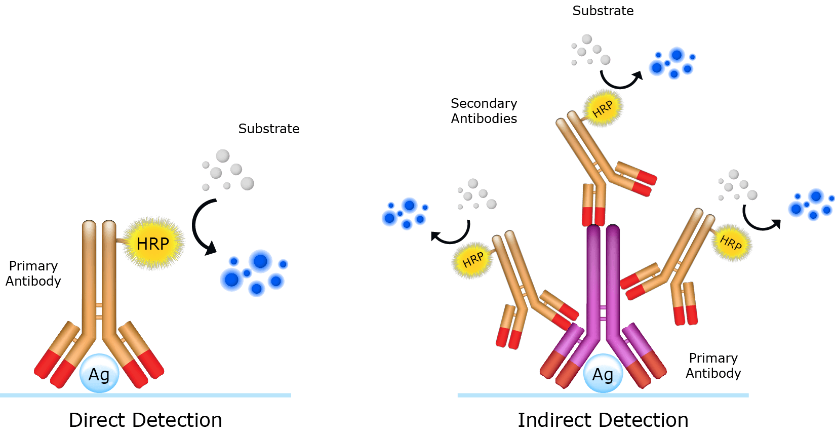 Direct and Indirect antigen detection.