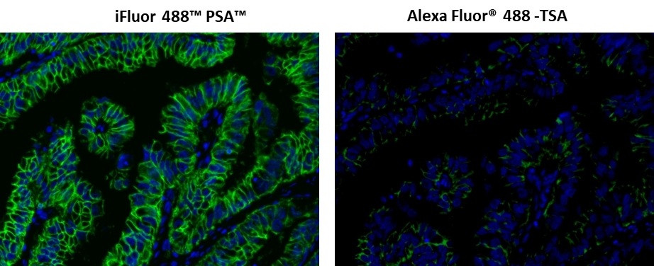 iFluor® 488 PSA™ vs. Alexa Fluor® 488-TSA