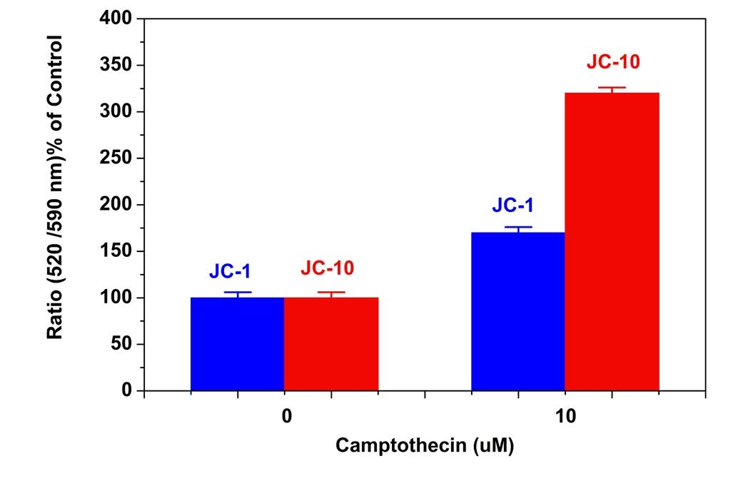 Camptothecin induced mitochondrial membrane potential changes were measured with JC-10™ (Cat No. 22204) and JC-1 (Cat No. 22200) in Jurkat cells.