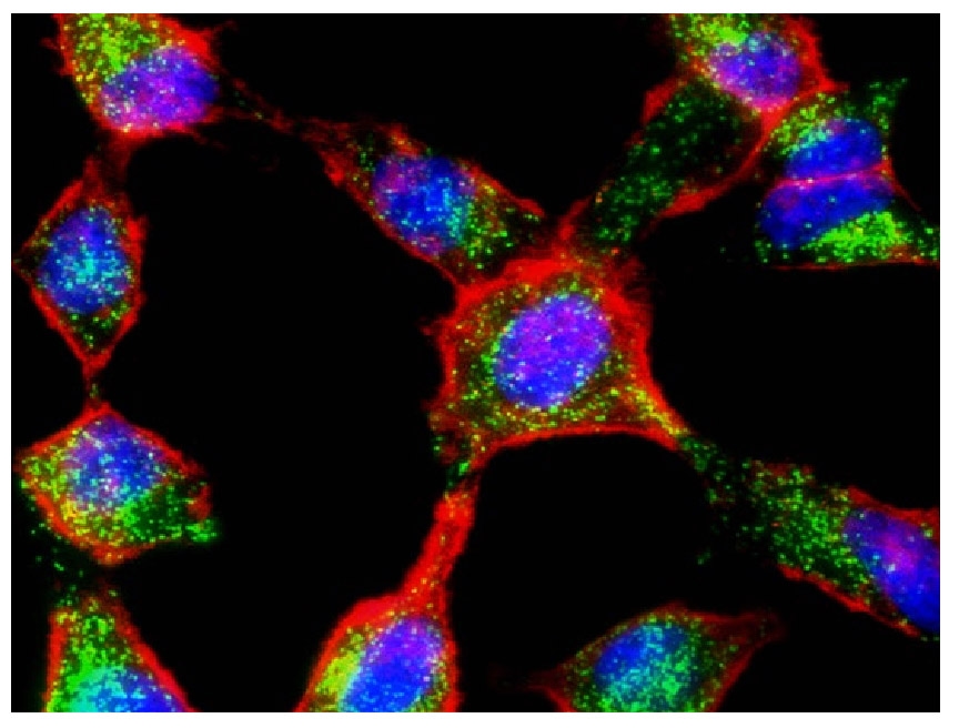 Plasma Membrane Stains | AAT Bioquest