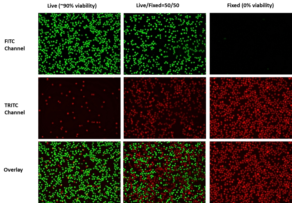 Imaging Assay of Live or Dead™ Cell Viability.