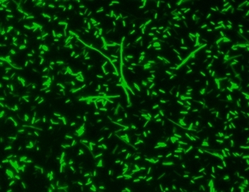 E.coli stained with MycoLight™ Green JJ98