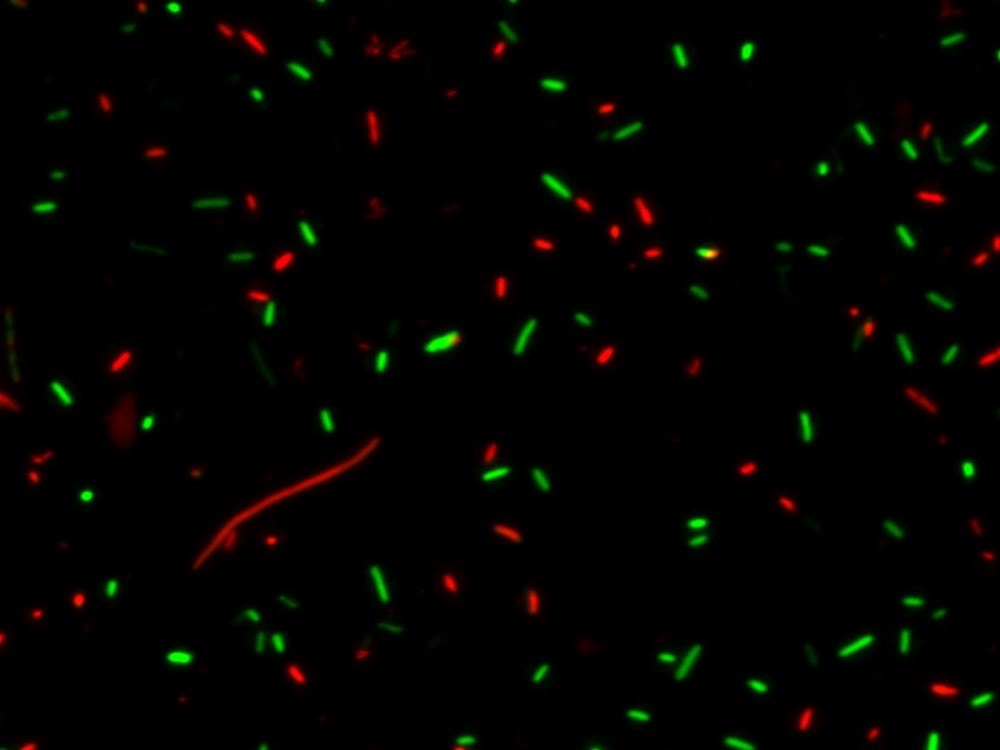 Mycolight™ Live Bacteria Fluorescence Imaging Kit