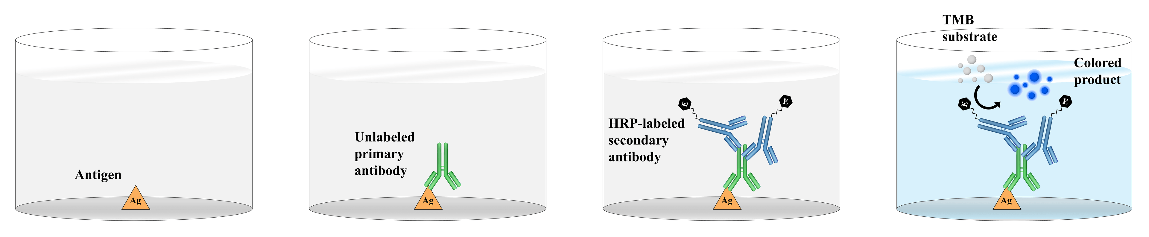 Indirect ELISA