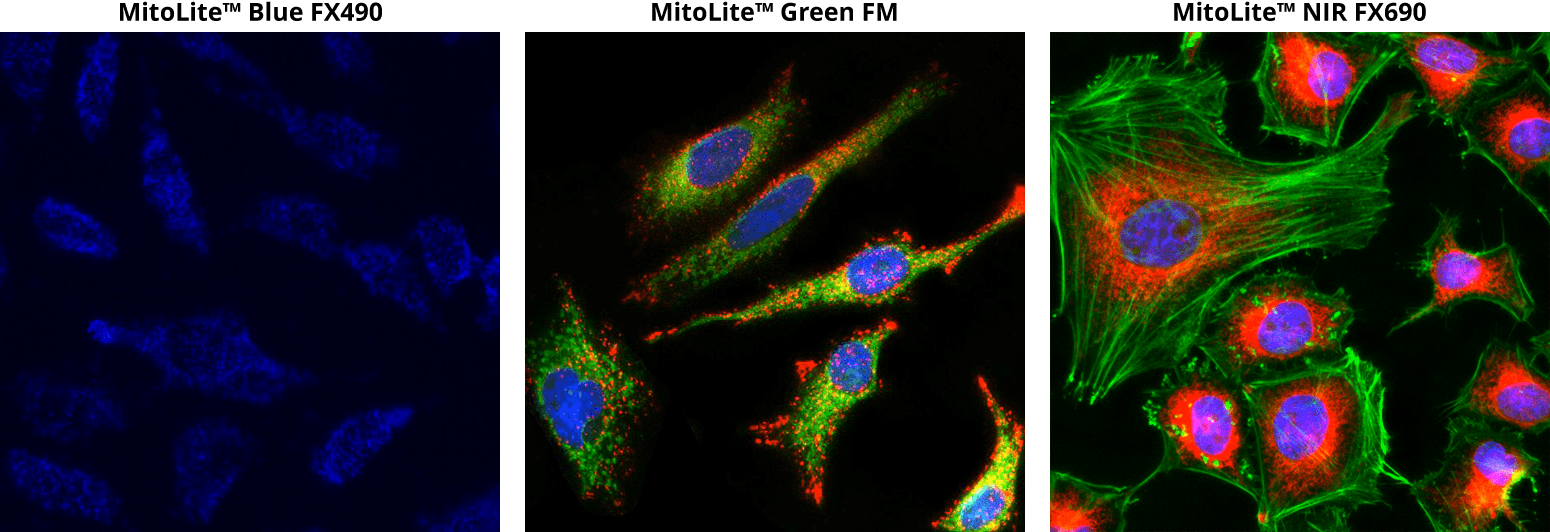Cell images of MitoLite™ Blue FX490, MitoLite™ Green FM, and MitoLite™ NIR FX690