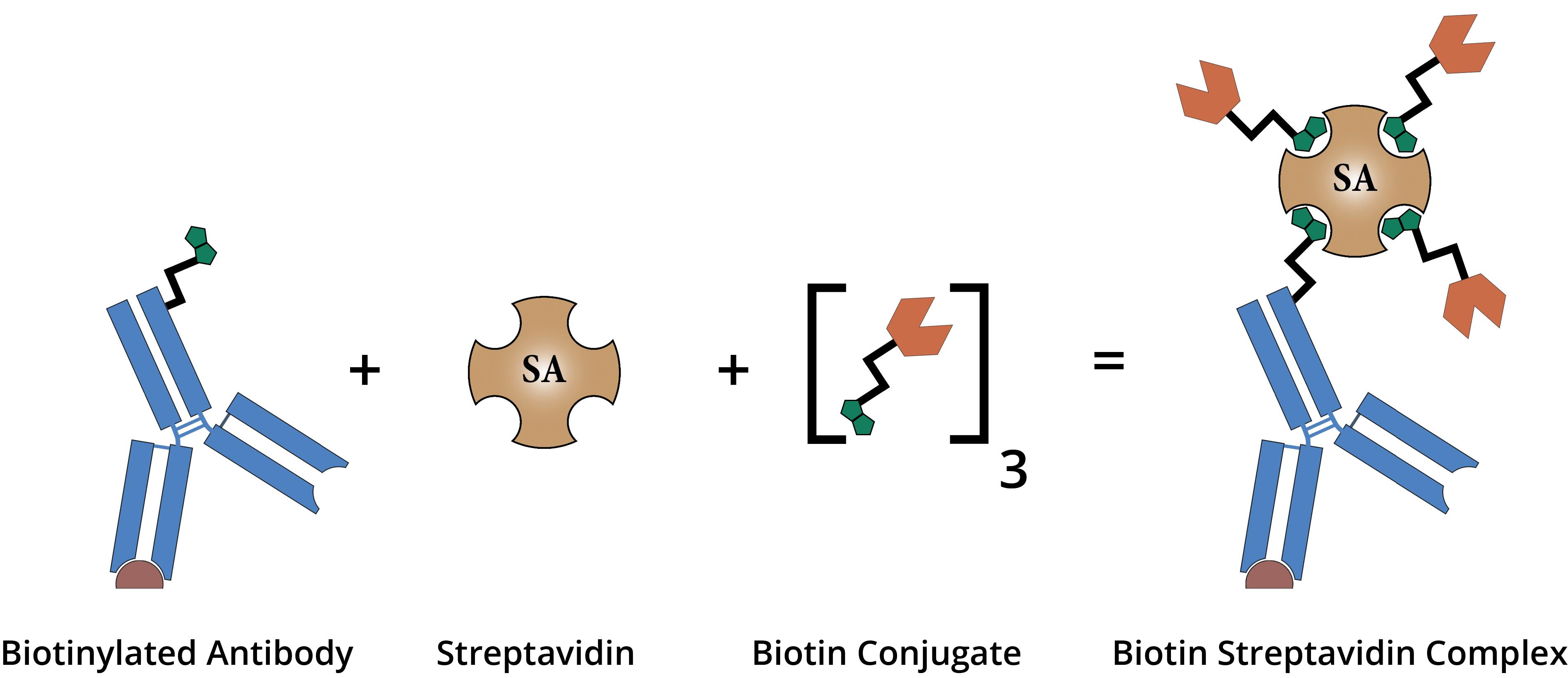 SA Biotin Diagram