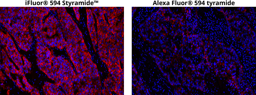 iFluor® 594 Styramide™ vs. AF594 tyramide reagent