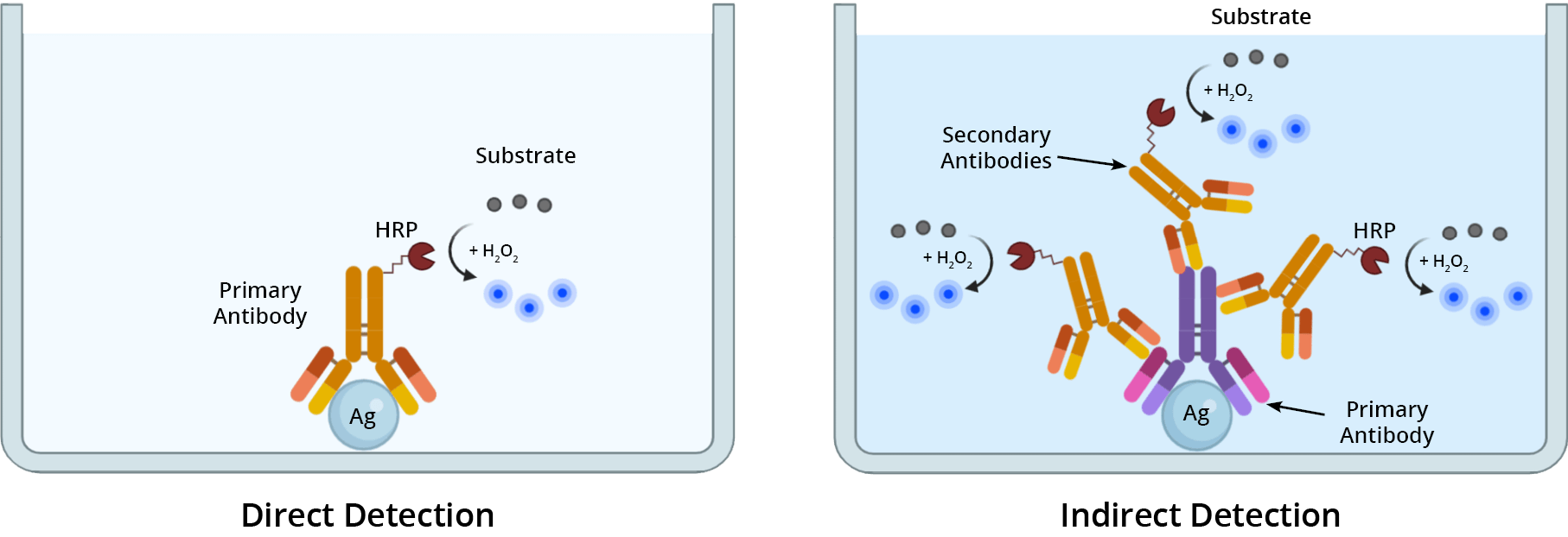 Direct and indirect antigen detection