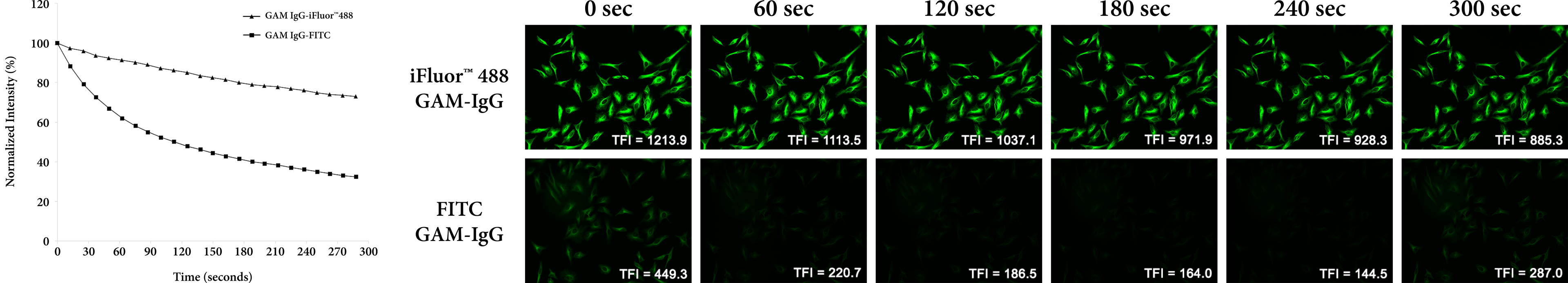 iFluor&reg; 488 photostability comparison;Photobleaching comparison