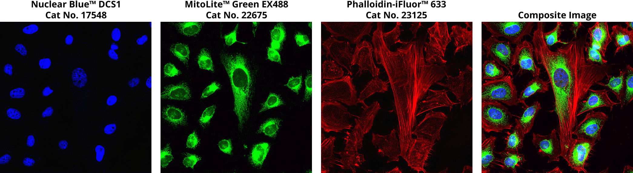 Nuclear Stain;Mitochondria Stain;Actin Stain;Composite Image