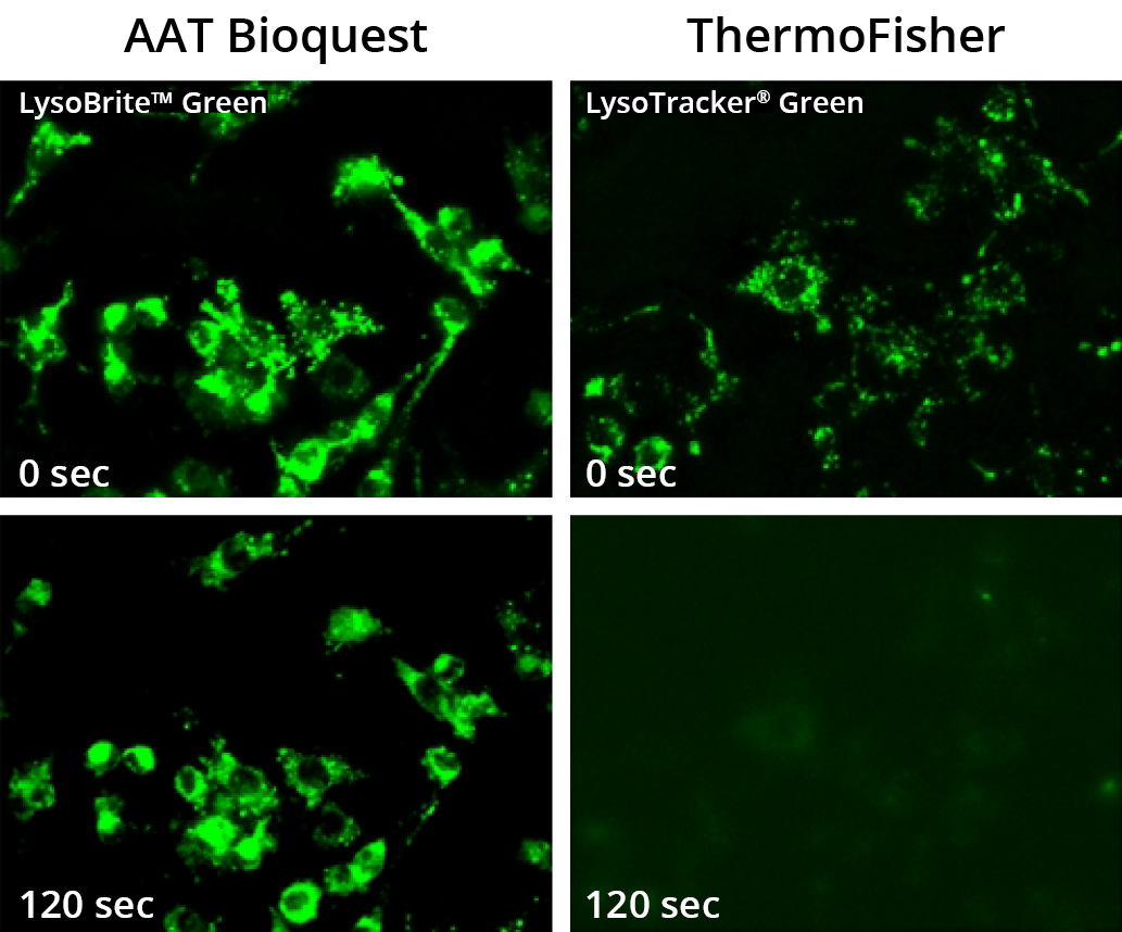 LysoBrite&trade; Green vs LysoTracker&reg; Green