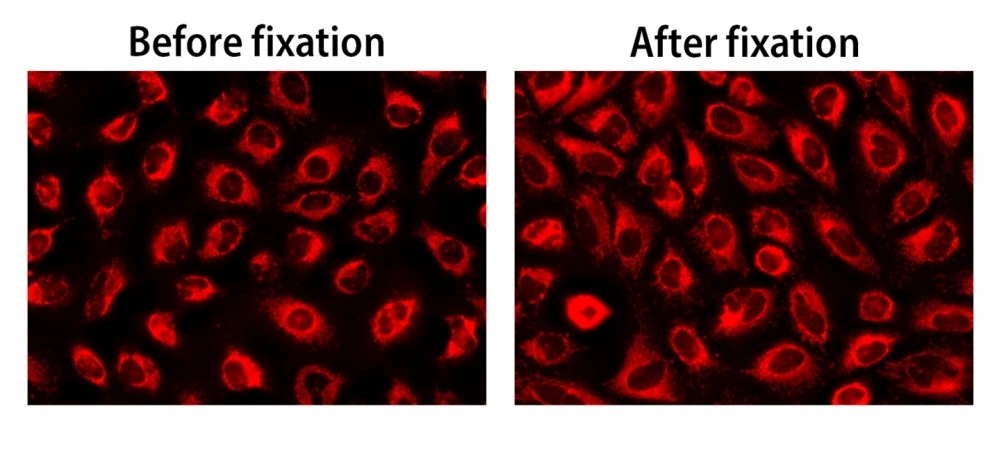 CytoFix&trade; Red