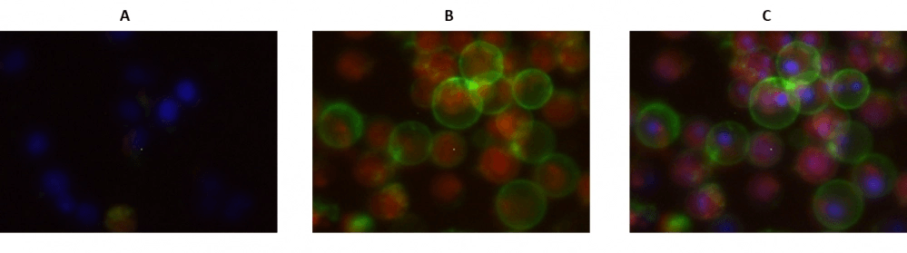 The fluorescence image analysis indicated increased caspase expression 3/7 and annexin V in Jurkat cells induced by 1 µM staurosporine for 3 hours. 