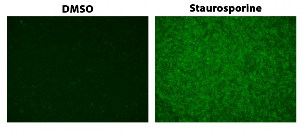 The detection of caspase 3/7 activity in Jurkat cells with ApoSight&trade; Green Caspase 3/7 substrate. Jurkat cells (200,000 cells/well/ 96-well plate) were treated with 1 &mu;M Staurosporine or DMSO for 4 hours. Cells were incubated with Caspase 3/7 Substrate working solution at 37&deg;C for 1 hour. Images were taken with a fluorescence microscope using a FITC filter set.