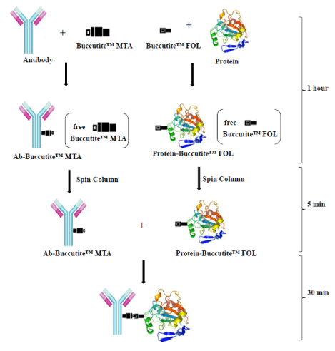 Buccutite Mechanism