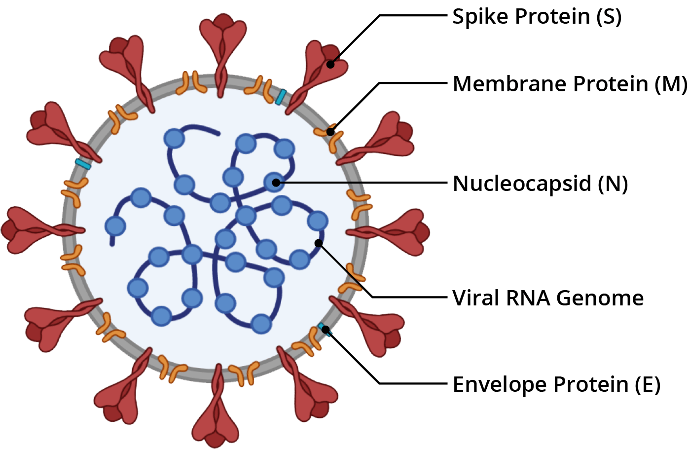 SARS-CoV-2 Structure