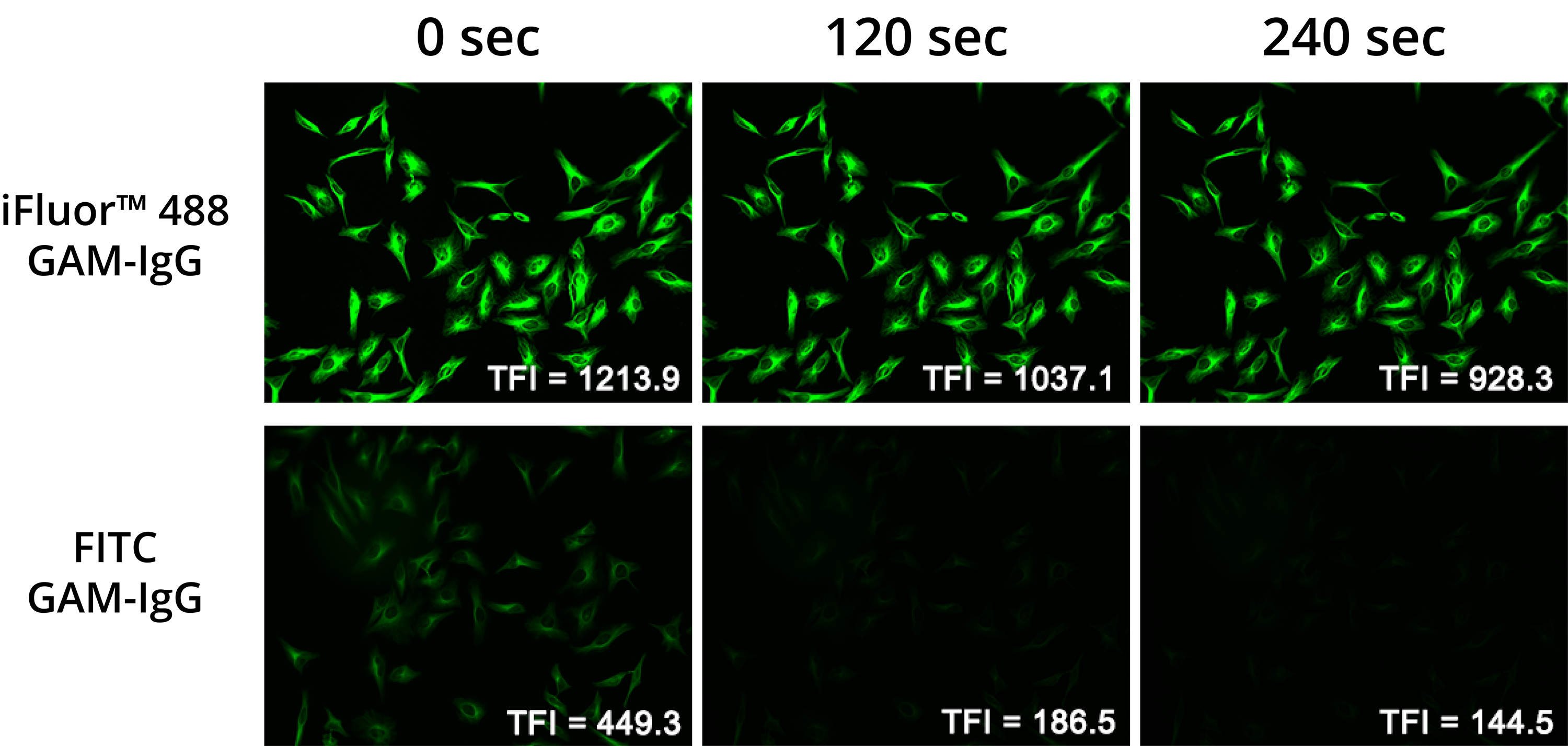 Photostability Comparison