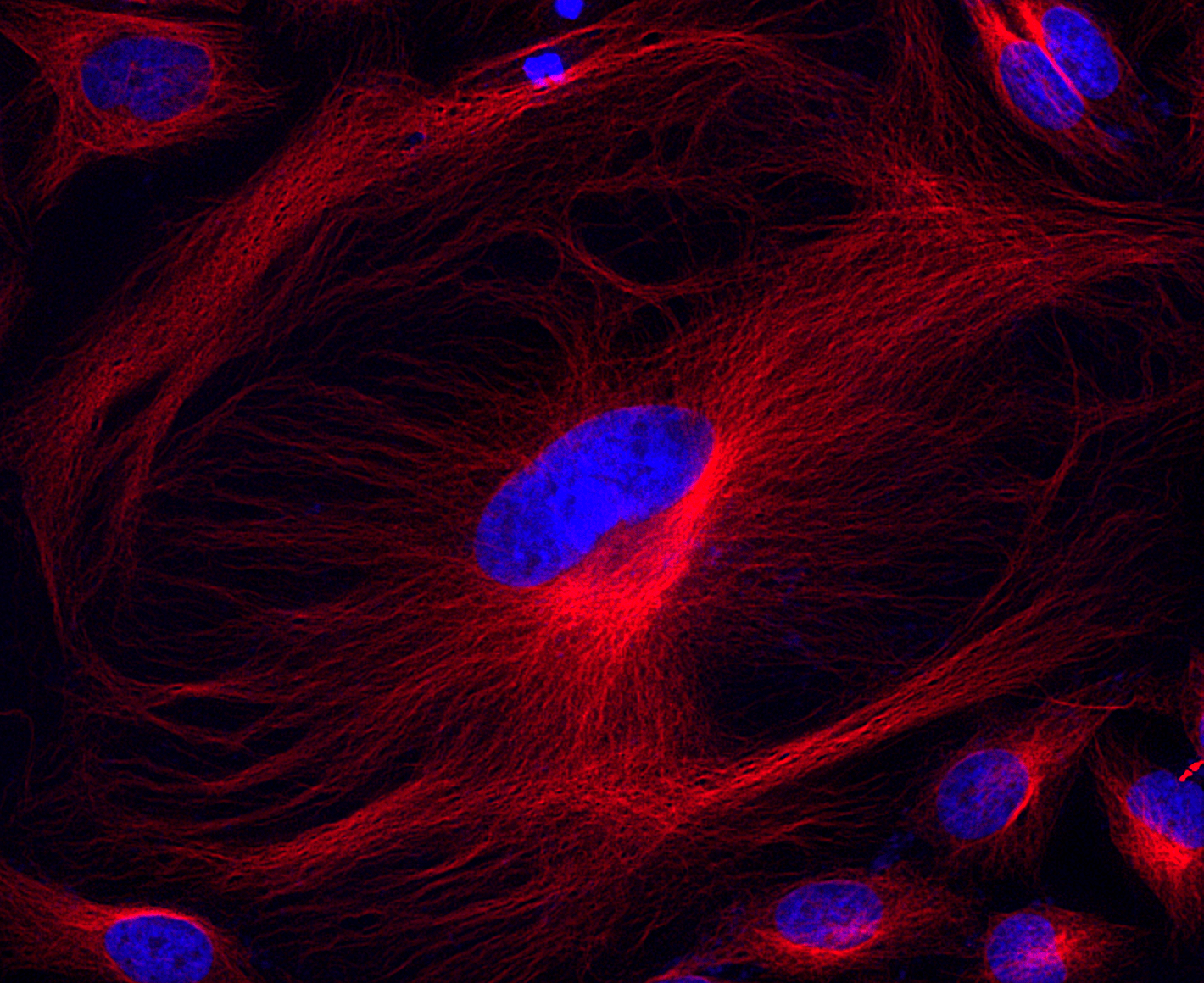 iFluor546 cell stain